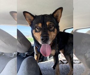 Moose - Male Akita-Unknown Mix Dog for Adoption - Photo #4