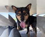 Small #3 Akita Mix