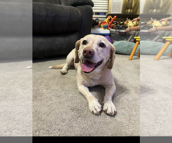 Medium Photo #3 Labrador Retriever Puppy For Sale in Denton, TX, USA