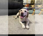 Small #2 Labrador Retriever