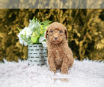 Small Photo #6 Poodle (Standard) Puppy For Sale in NAPPANEE, IN, USA