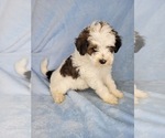 Puppy 3 Goldendoodle (Miniature)