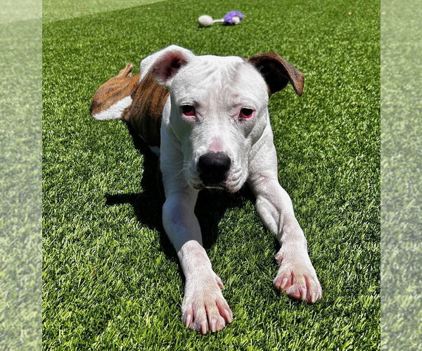 Medium Photo #2 American Pit Bull Terrier Puppy For Sale in Salinas, CA, USA