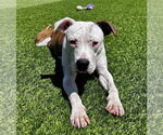 Small #1 American Pit Bull Terrier
