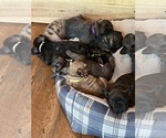 Small Photo #10 French Bulldog Puppy For Sale in NEWARK, OH, USA