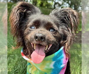 Papshund Dogs for adoption in Arlington, VA, USA