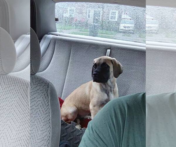 Medium Photo #2 Mastiff-Unknown Mix Puppy For Sale in Belleville, MI, USA