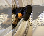 Small #4 Labrador Retriever Mix