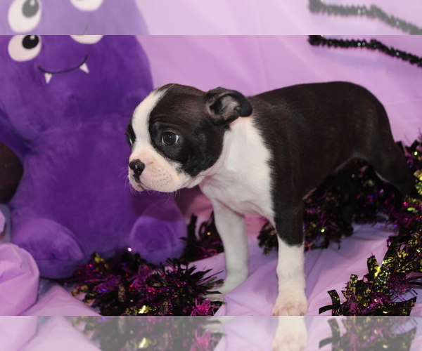 Medium Photo #4 Boston Terrier Puppy For Sale in BROOKSVILLE, FL, USA