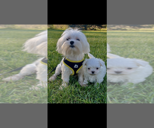 Mother of the Maltese puppies born on 05/27/2026