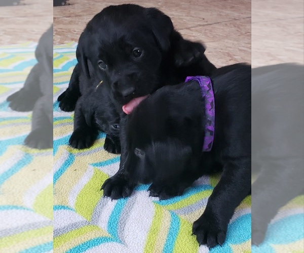 Medium Photo #136 Labrador Retriever Puppy For Sale in OLYMPIA, WA, USA
