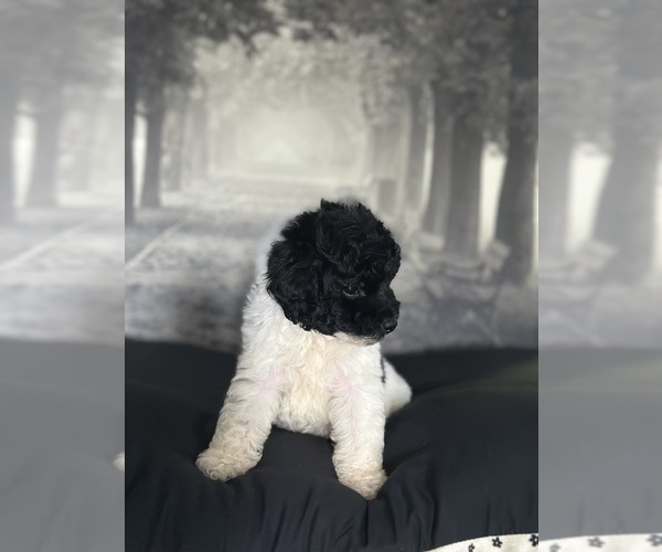 Medium Photo #4 Poodle (Toy) Puppy For Sale in BRONX, NY, USA