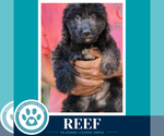 Small Photo #2 Mutt Puppy For Sale in Kimberton, PA, USA