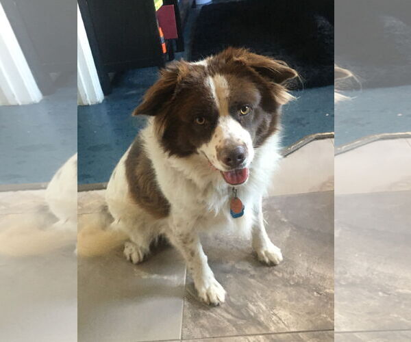 Medium Photo #3 Border-Aussie Puppy For Sale in Chandler, AZ, USA