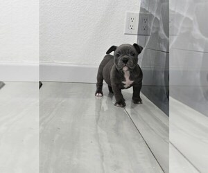 American Bully Puppy for sale in NORTH PORT, FL, USA