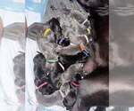 Puppy Mushu Cane Corso