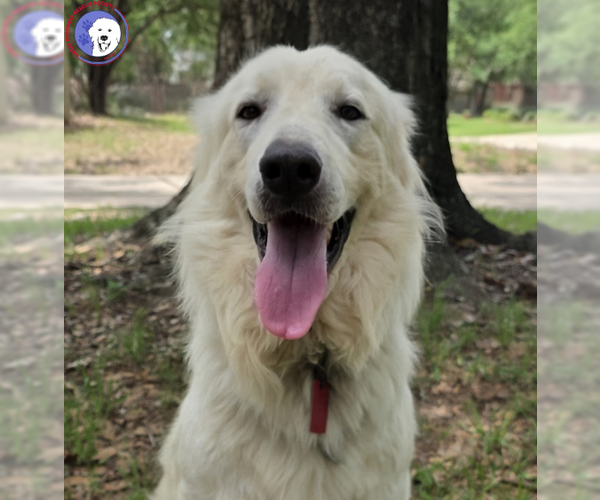 Medium Photo #13 Great Pyrenees Puppy For Sale in Spring, TX, USA
