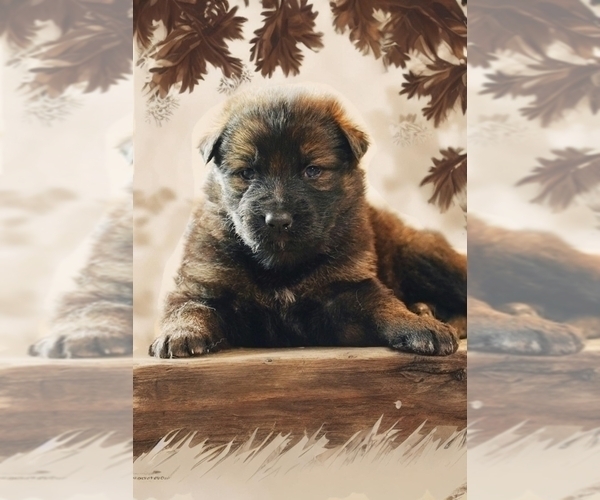 View Ad German Shepherd Dog Litter of Puppies for Sale near Maryland