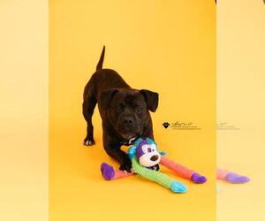 Meatloaf- $75 Adoption Fee! Diamond Dog! - Male American Staffordshire Terrier-Bulldog Mix Dog for Adoption - Photo #5
