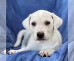 Small #1 Labrador Retriever Mix