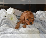 Puppy Fawn Cavapoo
