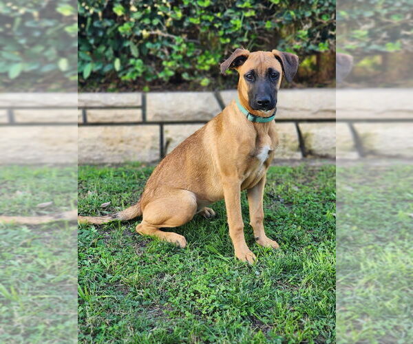 Medium Photo #14 Boxador Puppy For Sale in Dana Point, CA, USA