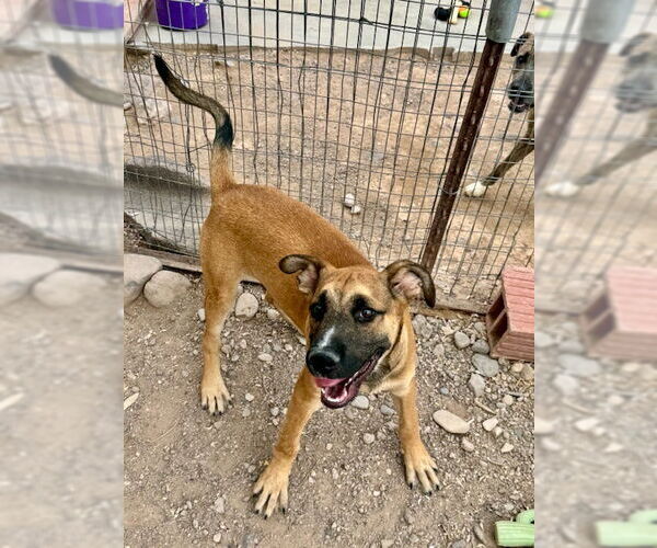 Medium Photo #2 Great Dane-Unknown Mix Puppy For Sale in Williamsburg, NM, USA