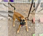 Small #1 Great Dane Mix
