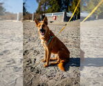 Small #4 German Shepherd Dog Mix