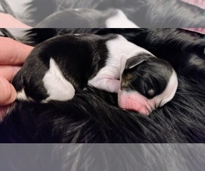 English Springer Spaniel Puppy for sale in NAMPA, ID, USA