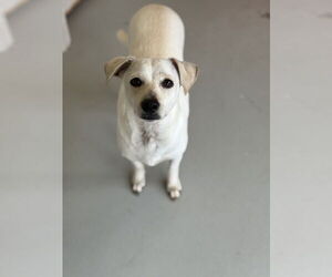 Buttercup #2575 - Female Italian Greyhuahua Dog for Adoption - Photo #7