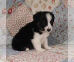 Small Photo #42 Miniature Australian Shepherd Puppy For Sale in HARRISON, OH, USA