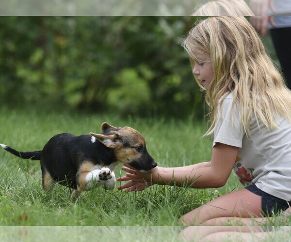 Medium Photo #11 Mutt Puppy For Sale in Mechanicsburg, PA, USA