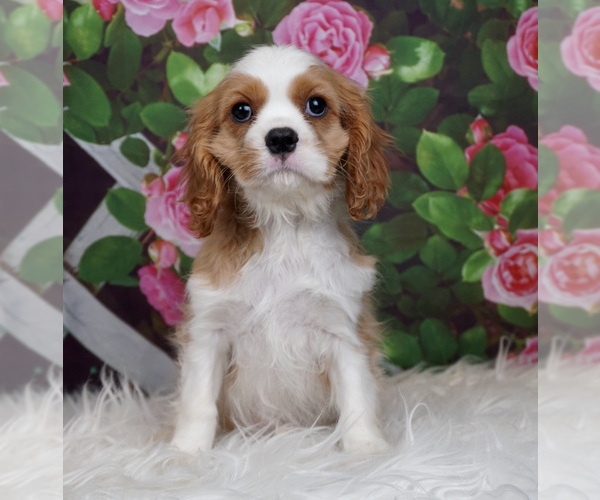 Medium Photo #1 Cavalier King Charles Spaniel Puppy For Sale in WARSAW, IN, USA