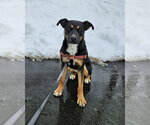 Small #14 Rottweiler Mix