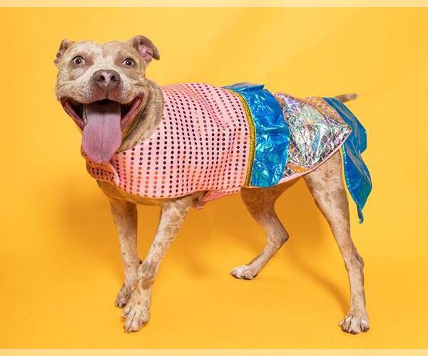 Medium Photo #3 American Staffordshire Terrier Puppy For Sale in Fort Lauderdale, FL, USA