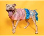 Small #2 American Staffordshire Terrier