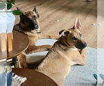 Small #9 German Shepherd Dog Mix