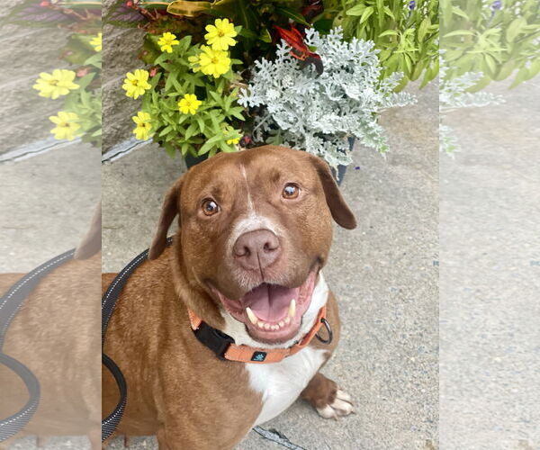 Medium Photo #2 Mutt Puppy For Sale in Mount Laurel, NJ, USA