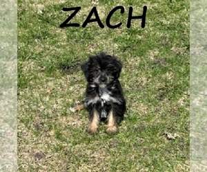YorkiePoo Puppy for sale in HARTLAND, MN, USA