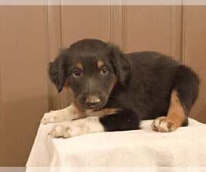 English Shepherd Puppy for sale in FREDERICKSBRG, PA, USA