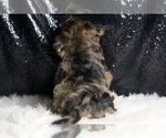 Small #3 YorkiePoo