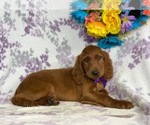 Small Photo #2 Irish Setter Puppy For Sale in LANCASTER, PA, USA