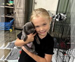 Small #1 Miniature Schnauzer Mix