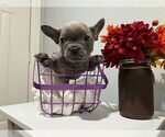 Small Photo #14 French Bulldog Puppy For Sale in BALDWIN PARK, CA, USA