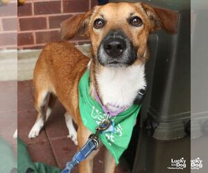 Vale - Female Retriever -Unknown Mix Dog for Adoption - Photo #3
