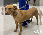 Small #1 Labrador Retriever Mix