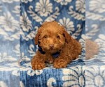 Small Photo #6 Labradoodle-Poodle (Miniature) Mix Puppy For Sale in KIRKWOOD, PA, USA
