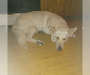 Father of the Gerberian Shepsky puppies born on 12/17/2025