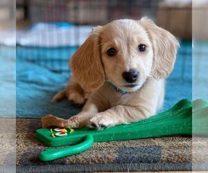 Dachshund Puppy for sale in ENGLEWOOD, CO, USA